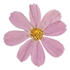 🌸