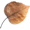 🍁