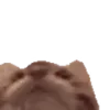 🐱