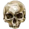 💀