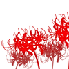 🌹