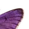 💜