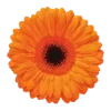 🌺