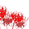 🌹