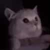 🙀