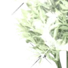 🪷