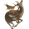 🦌