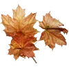 🍂