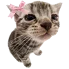 🐈