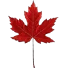 🍁