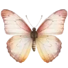 🦋