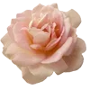 🌹
