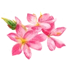 🌷