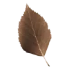 🍂