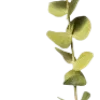 🌿