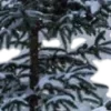 ❄️