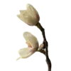 🌸