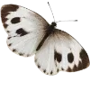 🦋