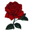 🌹