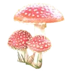 🪷