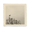 🕊
