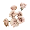 🌸
