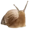 🐌