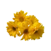 🌺