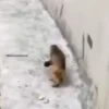 🐵