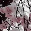 🌸