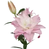 🌸