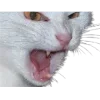 😾