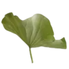 🌱