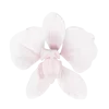 🌸