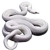 🐍