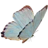 🦋
