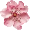 🌸