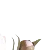 🌸