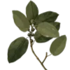 🌿