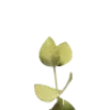 🌿