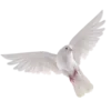 🕊️