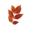 🍁