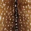 🦌
