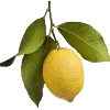 🍋