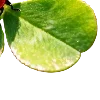 🐞
