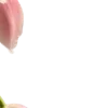 🌸