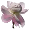 🌸