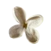🌸