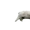 🐑