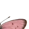 🦋
